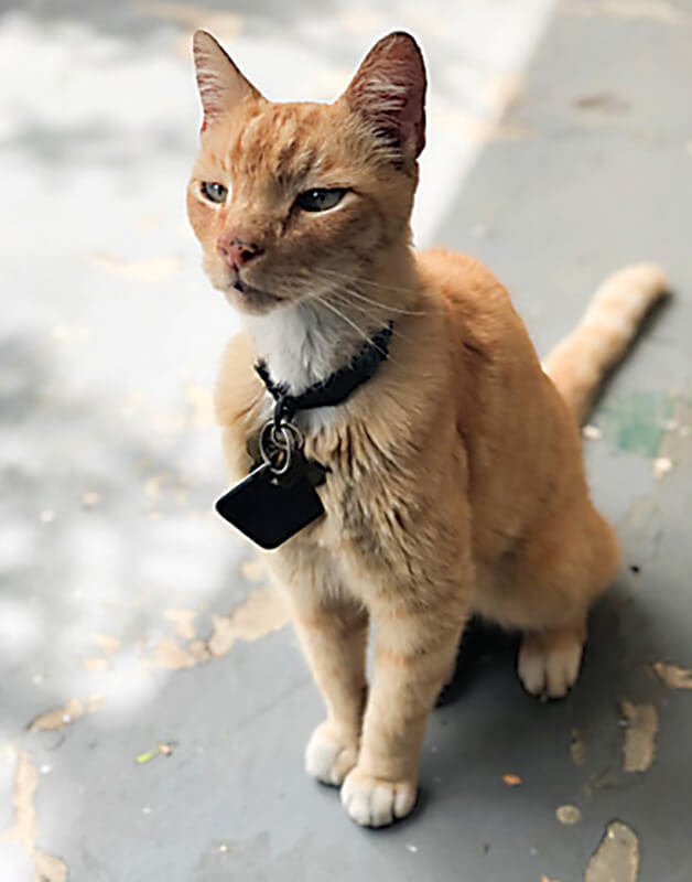 Meet Mr. Pickles: Marion, Virginia's unofficial feline Mayor