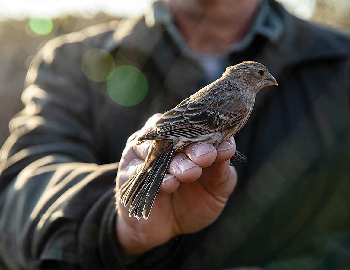 Bad Birds of Baltimore 08/04 by ajgersh1