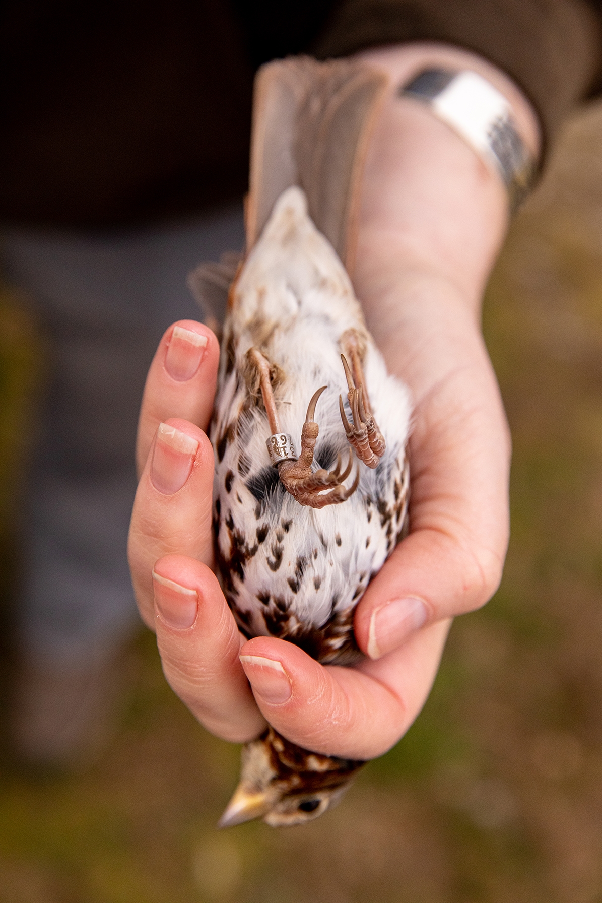 Bad Birds of Baltimore 08/04 by ajgersh1