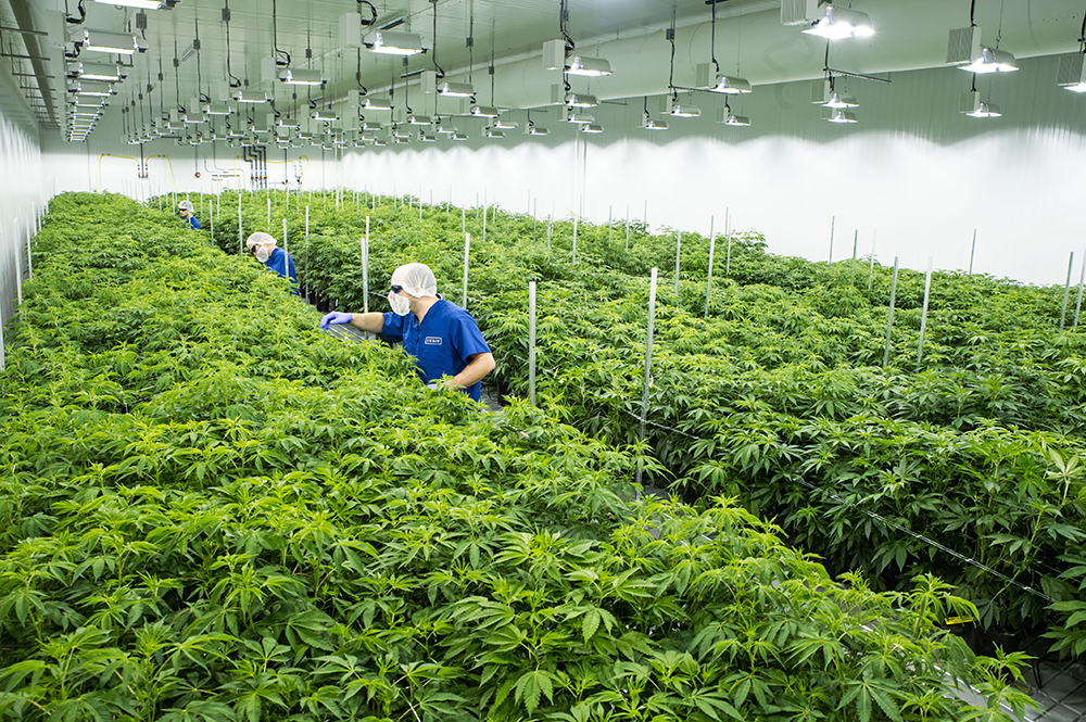 Medical Cannabis Blossoms in Baltimore - Baltimore Magazine