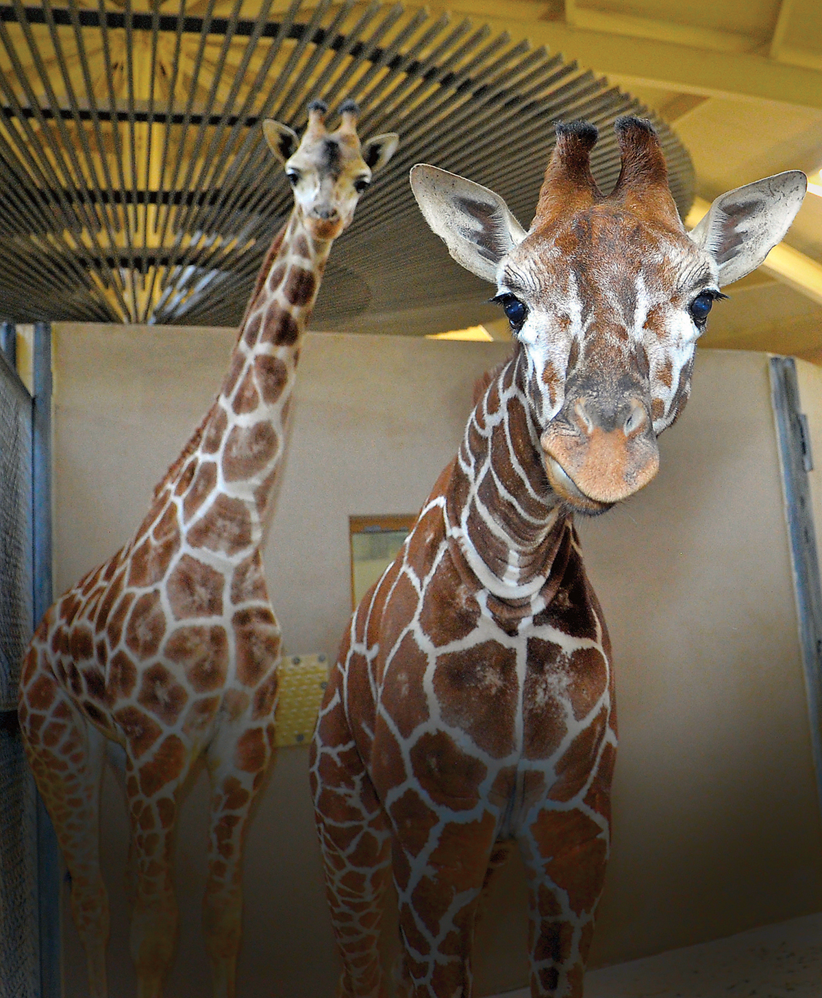 Expect Lots Of Changes When The Maryland Zoo Opens Up Full Time ...