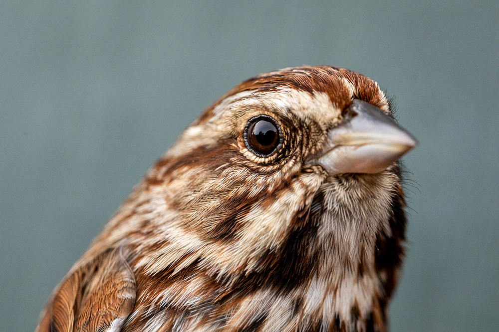 A close-up of a bird on a blue background.