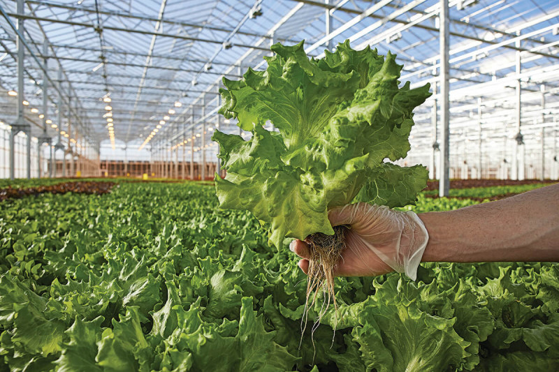 Soil Free Indoor Farming Might Be The Future Of Local Food