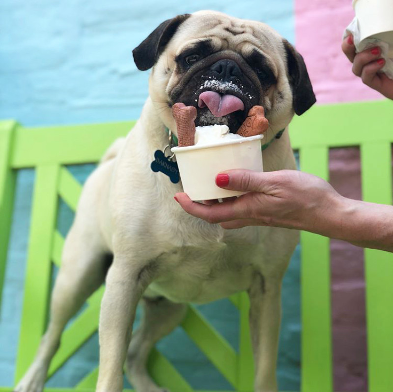 Bring Fido To These Dog Friendly Bars And Restaurants