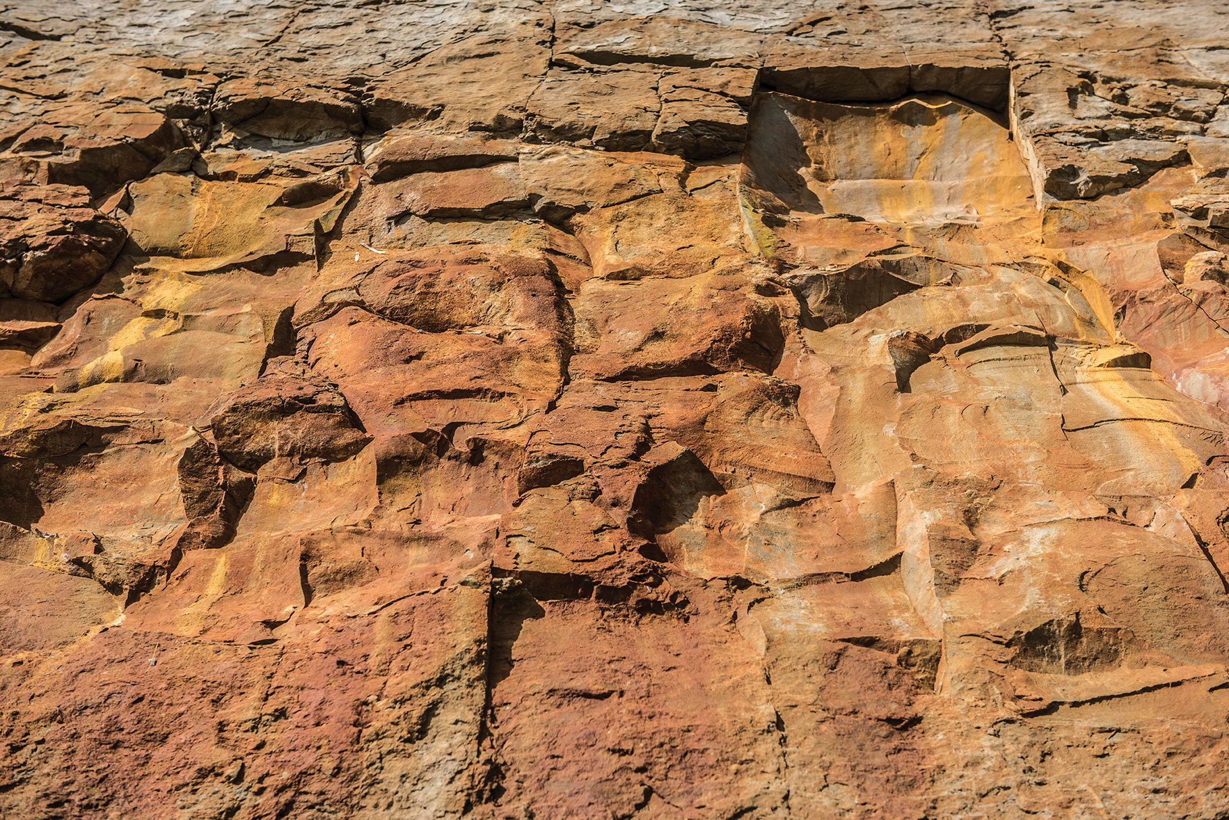 Calvert Cliffs are Maryland’s Hidden Treasure