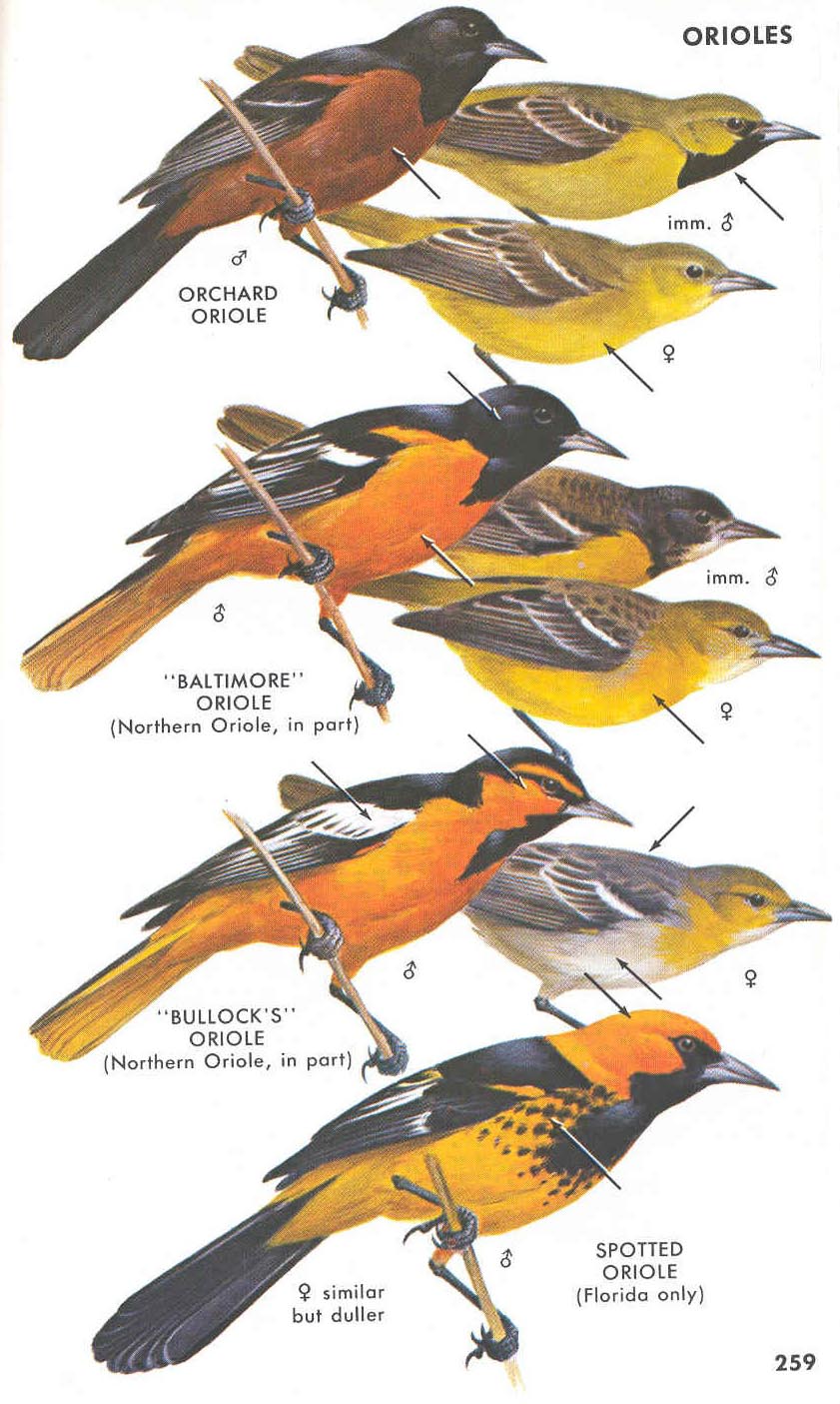 Baltimore Oriole  Audubon Field Guide