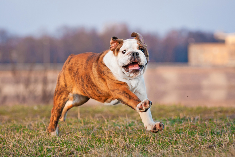 Racing of the Bulldogs Comes to Pimlico This Weekend